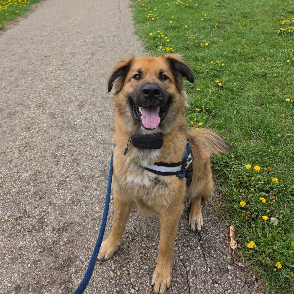 Chucky - MIXED BREED available for adoption