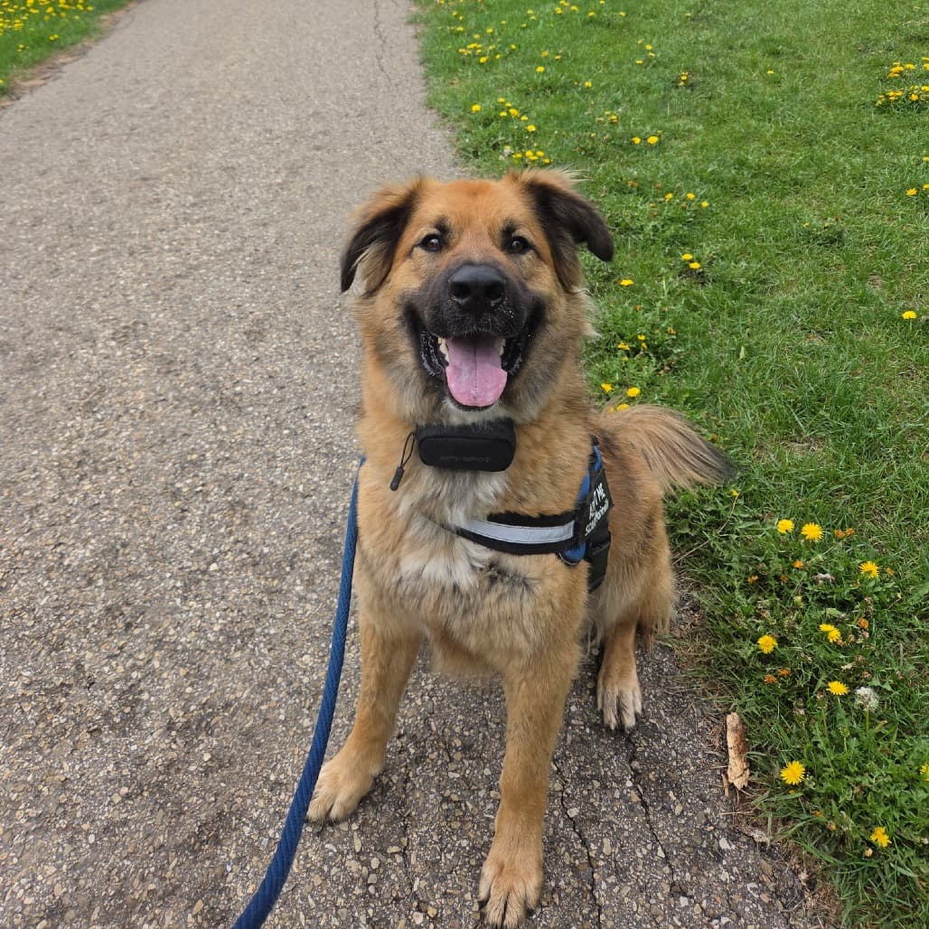 Chucky - MIXED BREED available for adoption