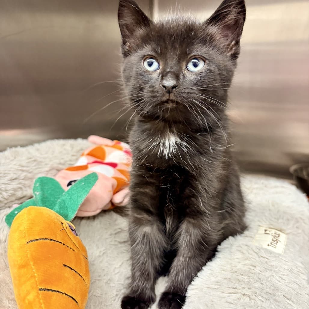 Jet - Domestic Shorthair cat available for adoption at Moose Jaw Humane Society in Moose Jaw