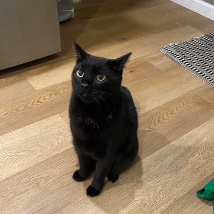 Jasper - Domestic Shorthair cat available for adoption at Vancouver Orphan Kitten Rescue Association in British Columbia