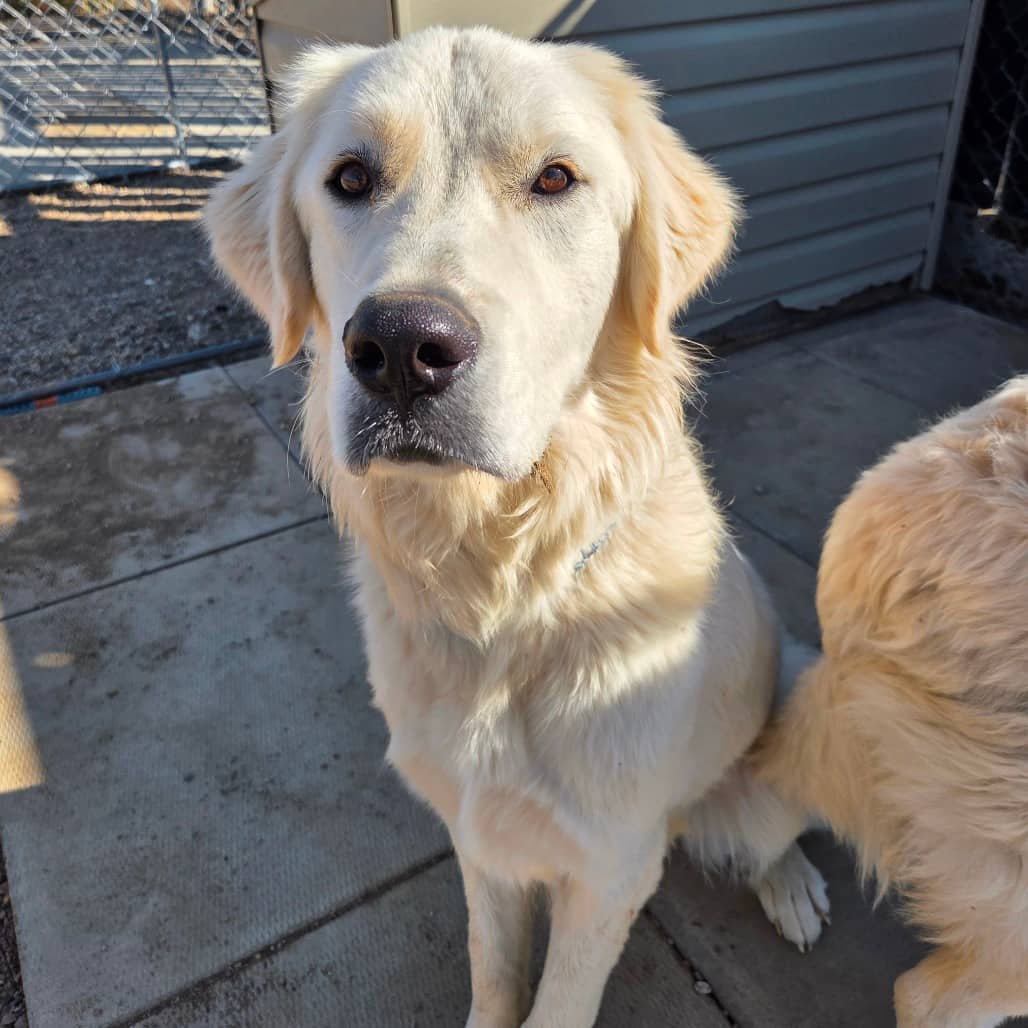 Pongo - Pyrenees, Great/Retriever available for adoption in Saskatchewan