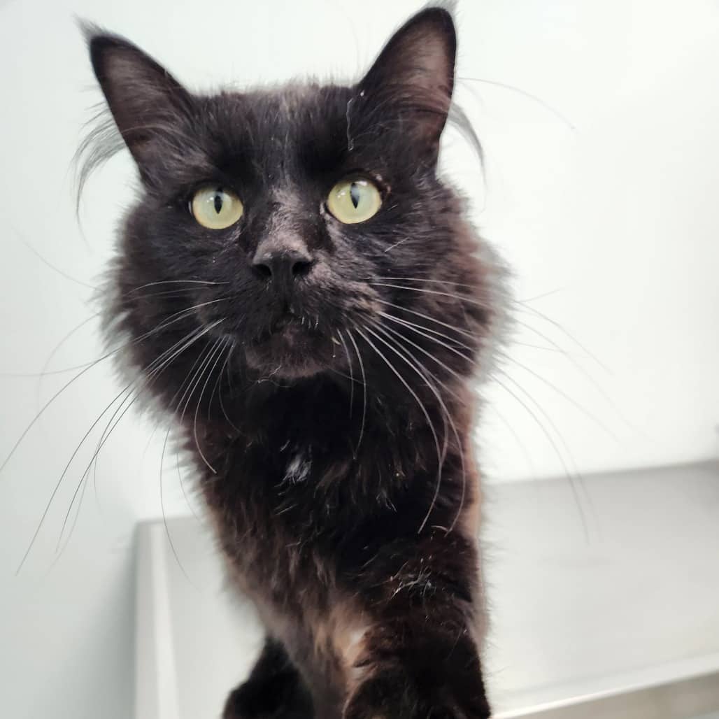 Cobra - Domestic Medium Hair cat available for adoption at Saskatoon SPCA in Saskatoon