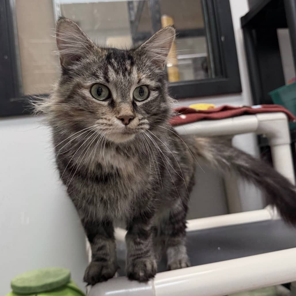 Frozen - Domestic Medium Hair cat available for adoption at SCARS in Edmonton (1 of 6)