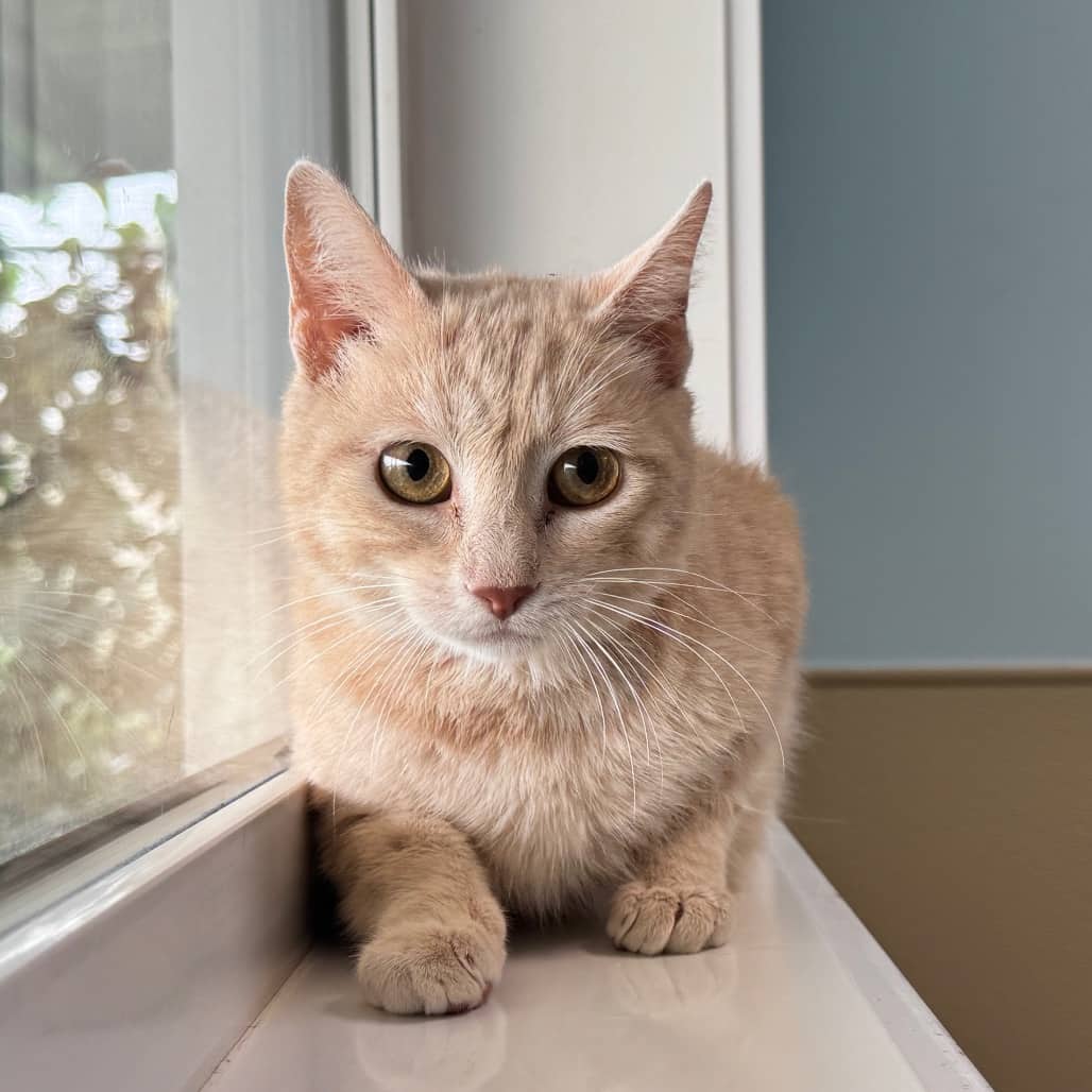 Rocket - Domestic Shorthair available for adoption