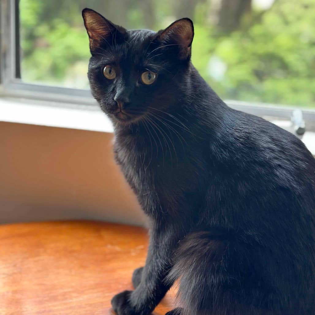 Elwood - Domestic Shorthair available for adoption