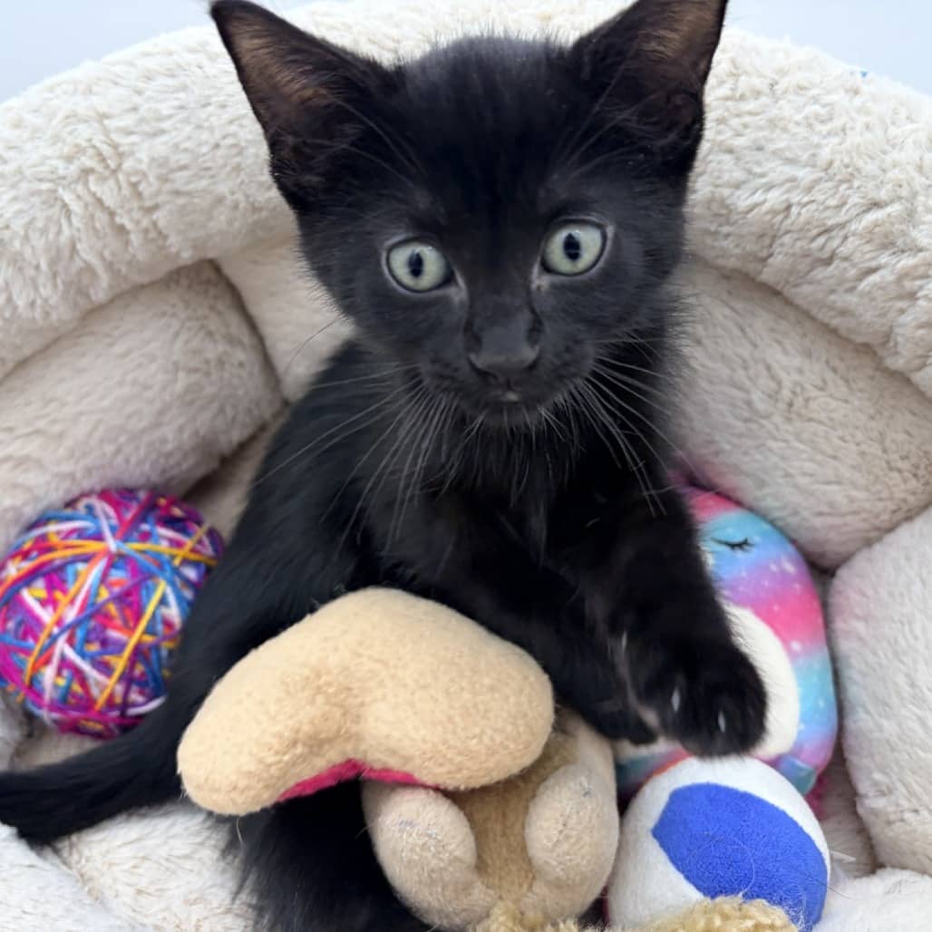 Lauren - Domestic Shorthair cat available for adoption at Moose Jaw Humane Society in Moose Jaw