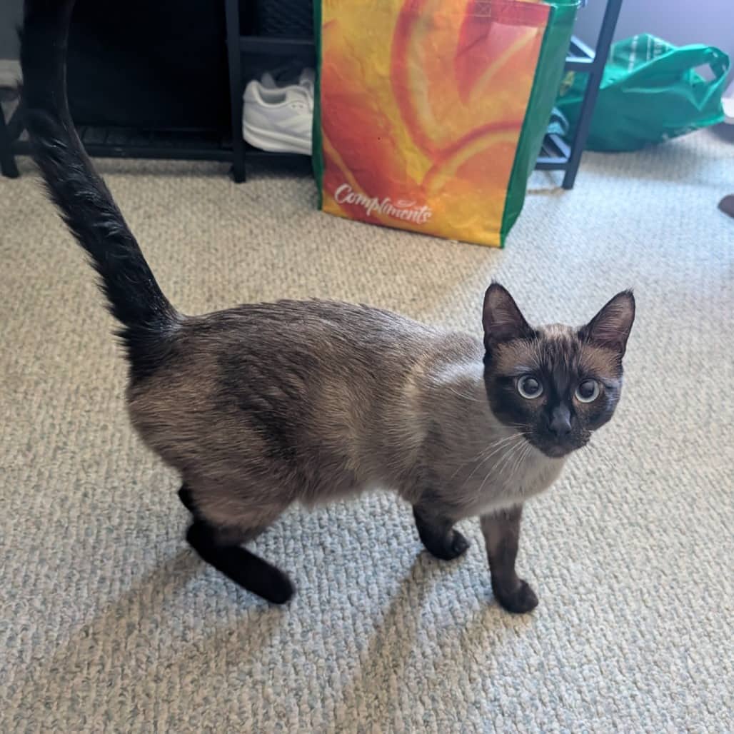 Sequoia - Domestic Shorthair cat available for adoption at Saskatoon SPCA in Saskatoon