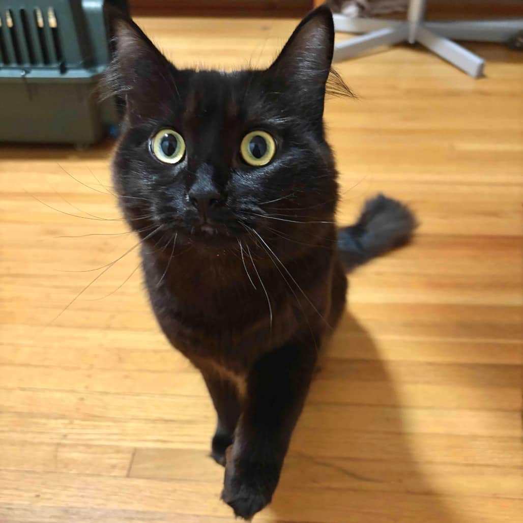 Snap - Domestic Shorthair available for adoption