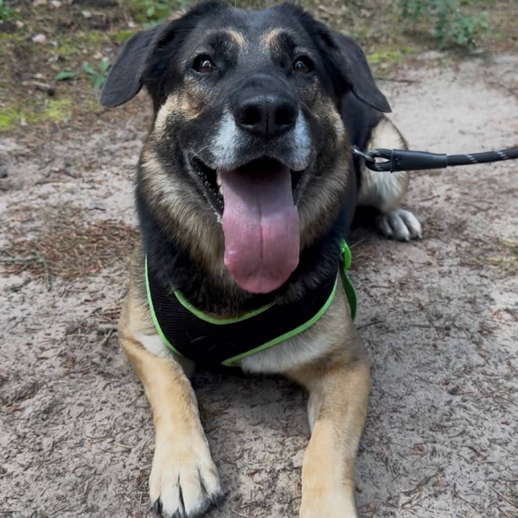 Candy - Mixed Breed (Large) available for adoption in Saskatchewan