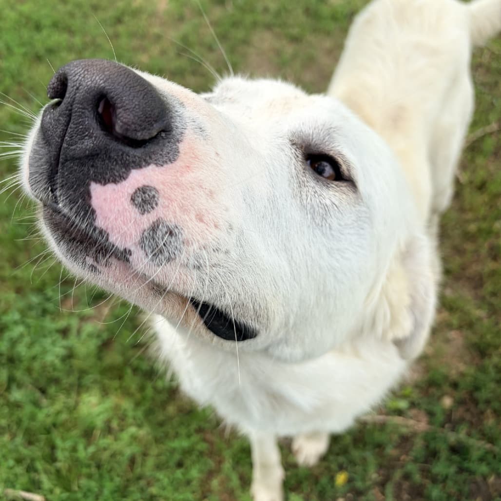 Brennen - Pyrenees, Great available for adoption at Moose Jaw Humane Society in Moose Jaw
