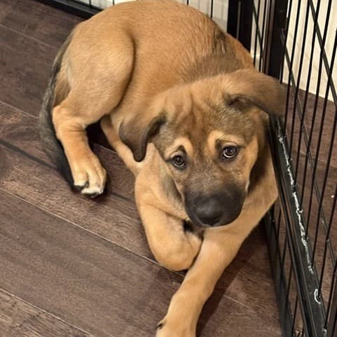 Ashoka - Mixed Breed available for adoption in Calgary