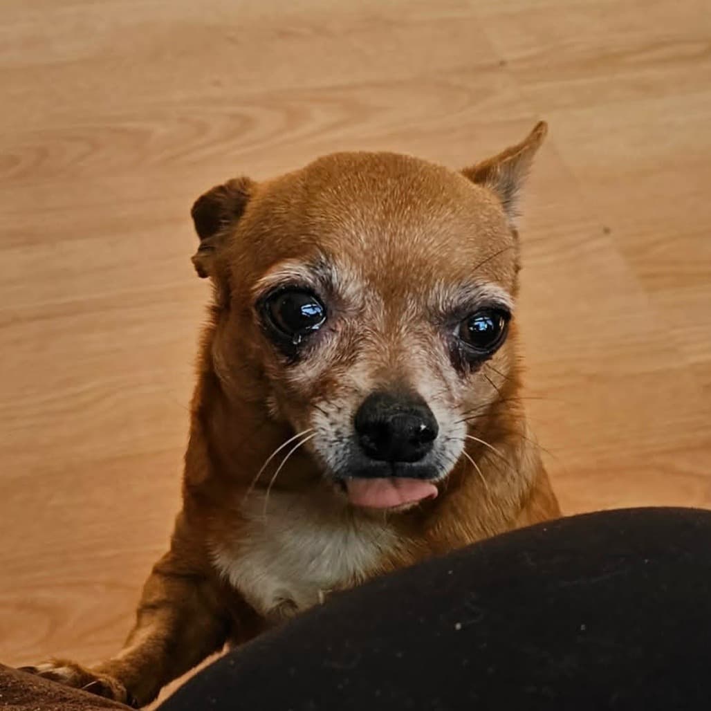 Weenie - Mixed Breed available for adoption in Calgary