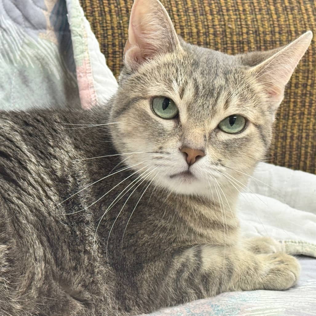 Latte - Domestic Shorthair available for adoption