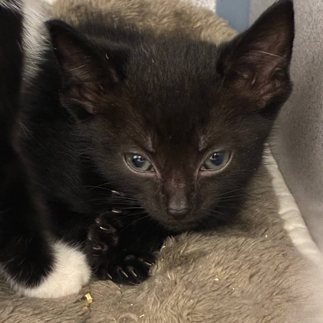 Ink - Domestic Shorthair available for adoption