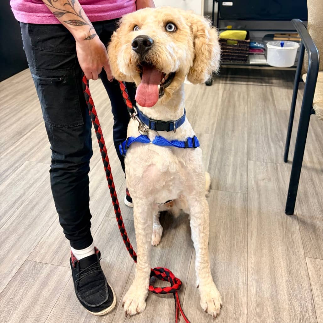 Zed - Poodle / Husky available for adoption in Saskatchewan