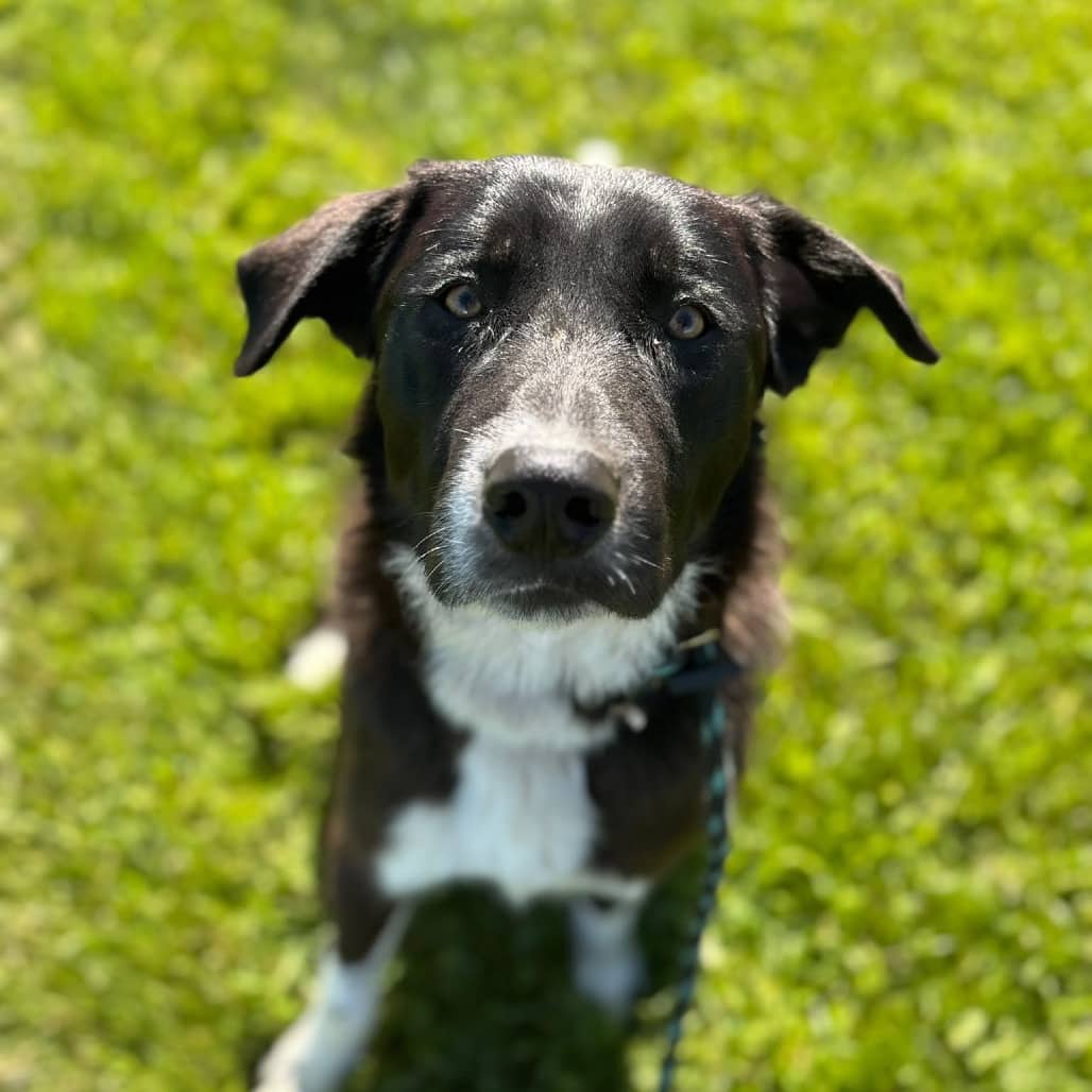 Badger - COLLIE, BORDER/PYRENEES, GREAT available for adoption in Alberta
