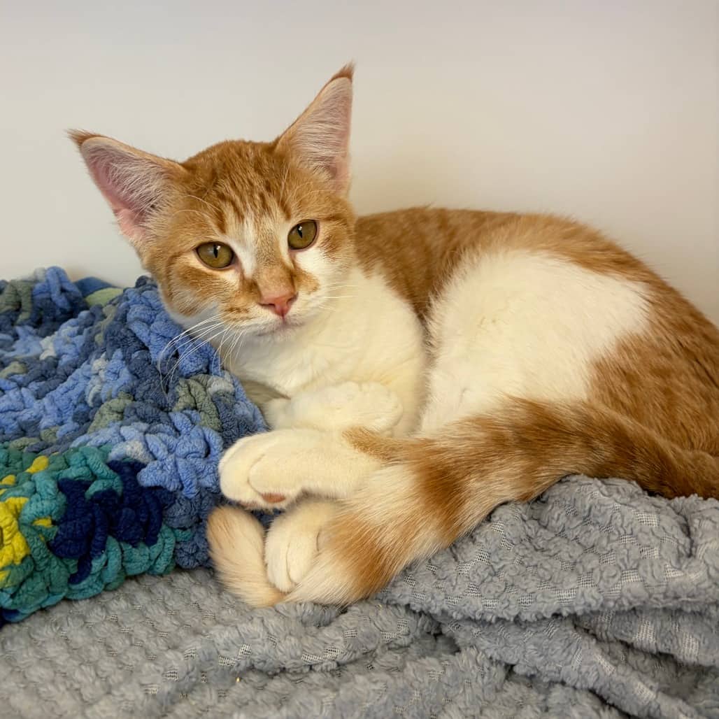 Gord - Domestic Shorthair cat available for adoption at Border Paws Animal Shelter in Lloydminster