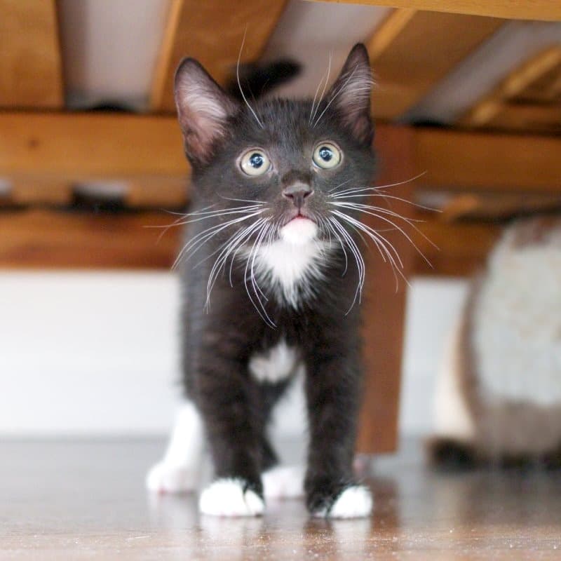 Goal - Domestic Shorthair cat available for adoption at Vancouver Orphan Kitten Rescue Association in Vancouver