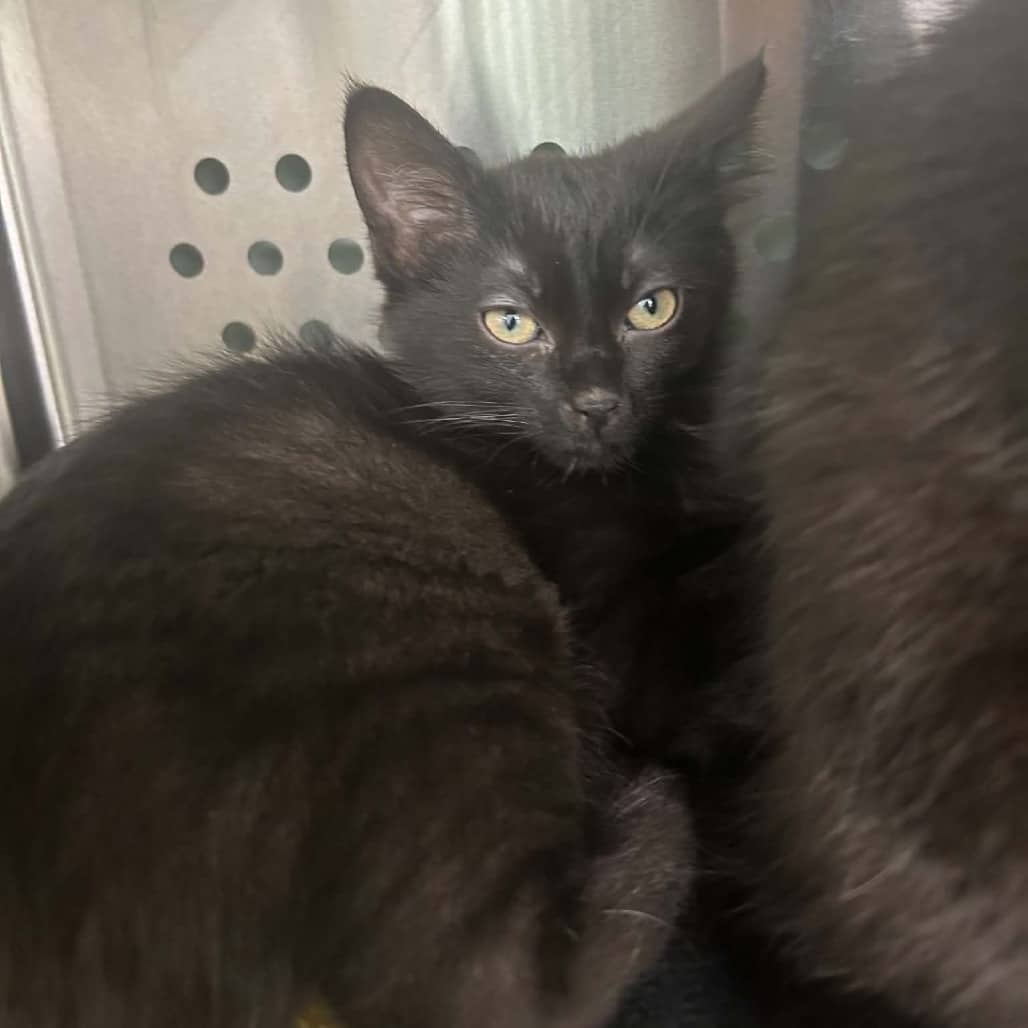 Hickory - Domestic Shorthair cat available for adoption at Saskatoon SPCA in Saskatoon