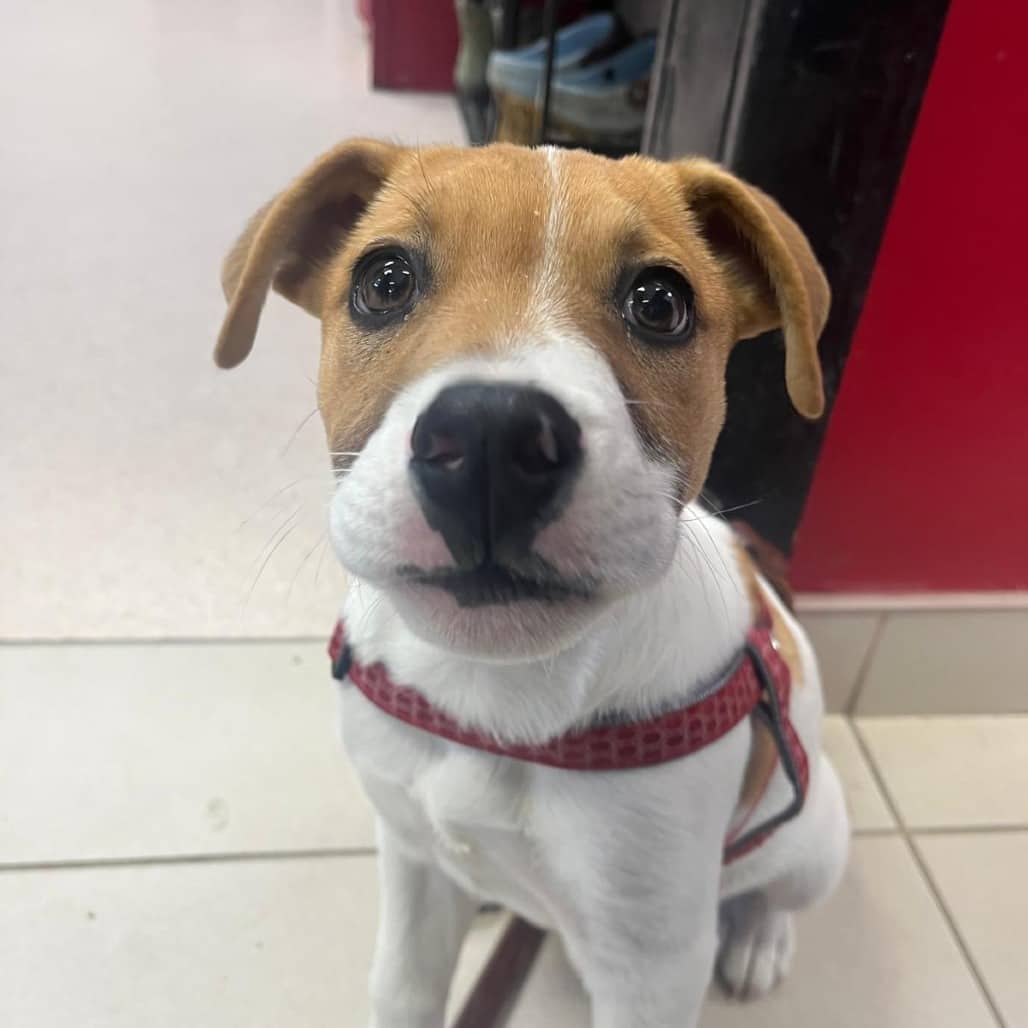 Flare - TERRIER/MIX available for adoption in Calgary