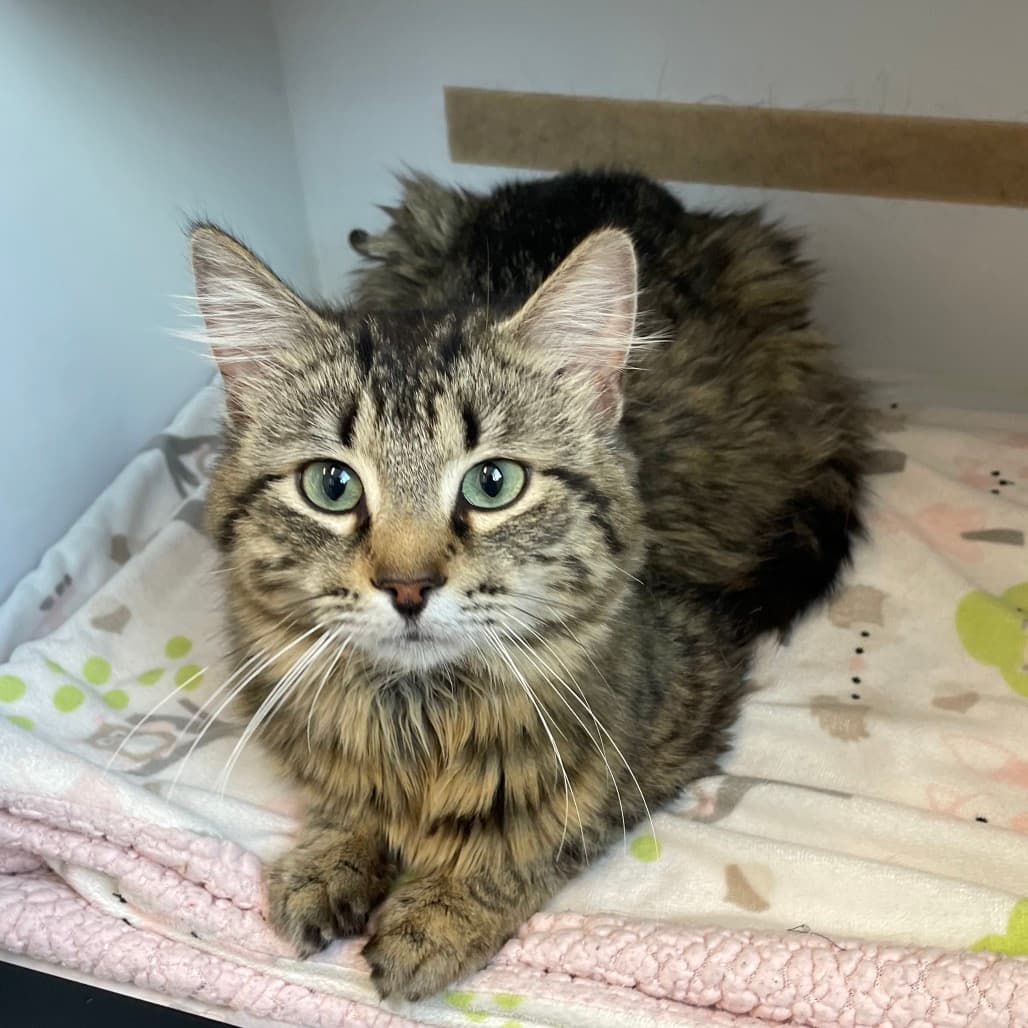 Edgar Allan Poe - Domestic Medium Hair cat available for adoption at Battlefords Humane Society in North Battleford