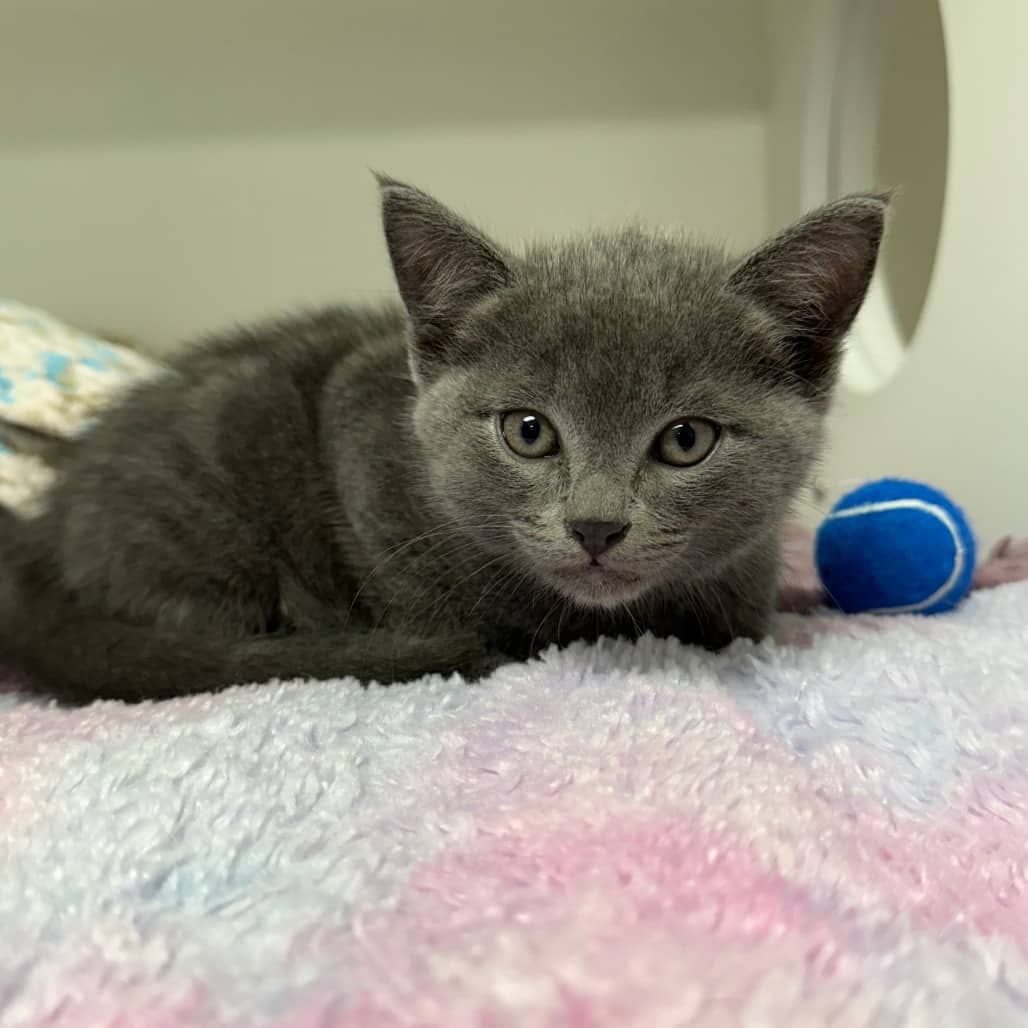 Spider-Man - Domestic Shorthair cat available for adoption at Border Paws Animal Shelter in Lloydminster