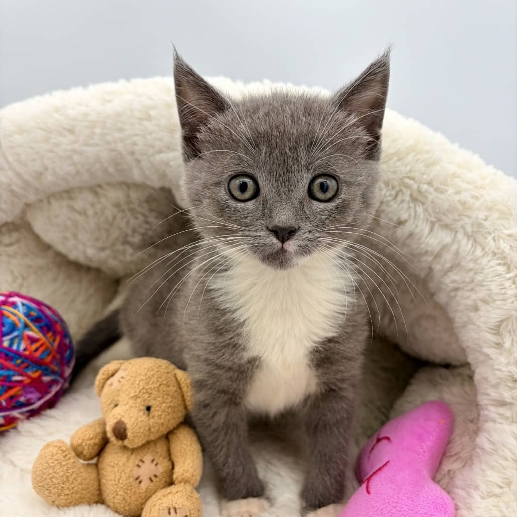 Muffin Woman - Domestic Shorthair available for adoption