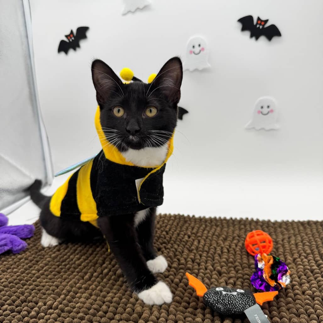 Helena - Domestic Shorthair cat available for adoption at Moose Jaw Humane Society in Moose Jaw
