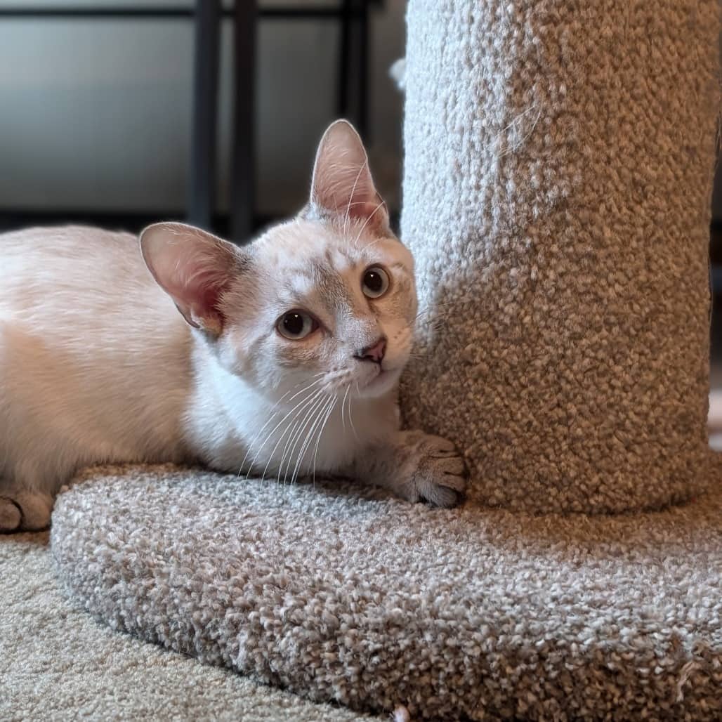 Mackenzie (and Socks) - Domestic Shorthair cat available for adoption at SCARS in Edmonton (1 of 6)