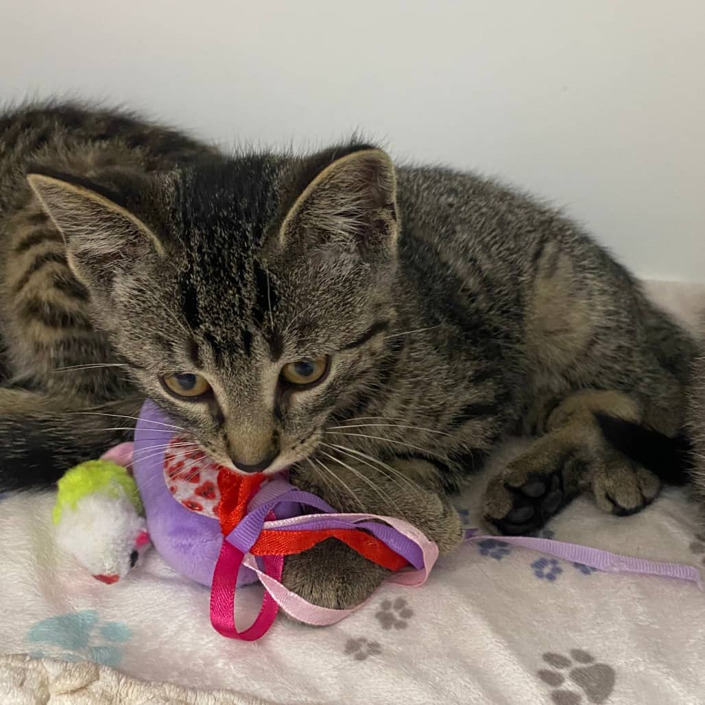 Pretzel - Domestic Shorthair cat available for adoption at Border Paws Animal Shelter in Lloydminster