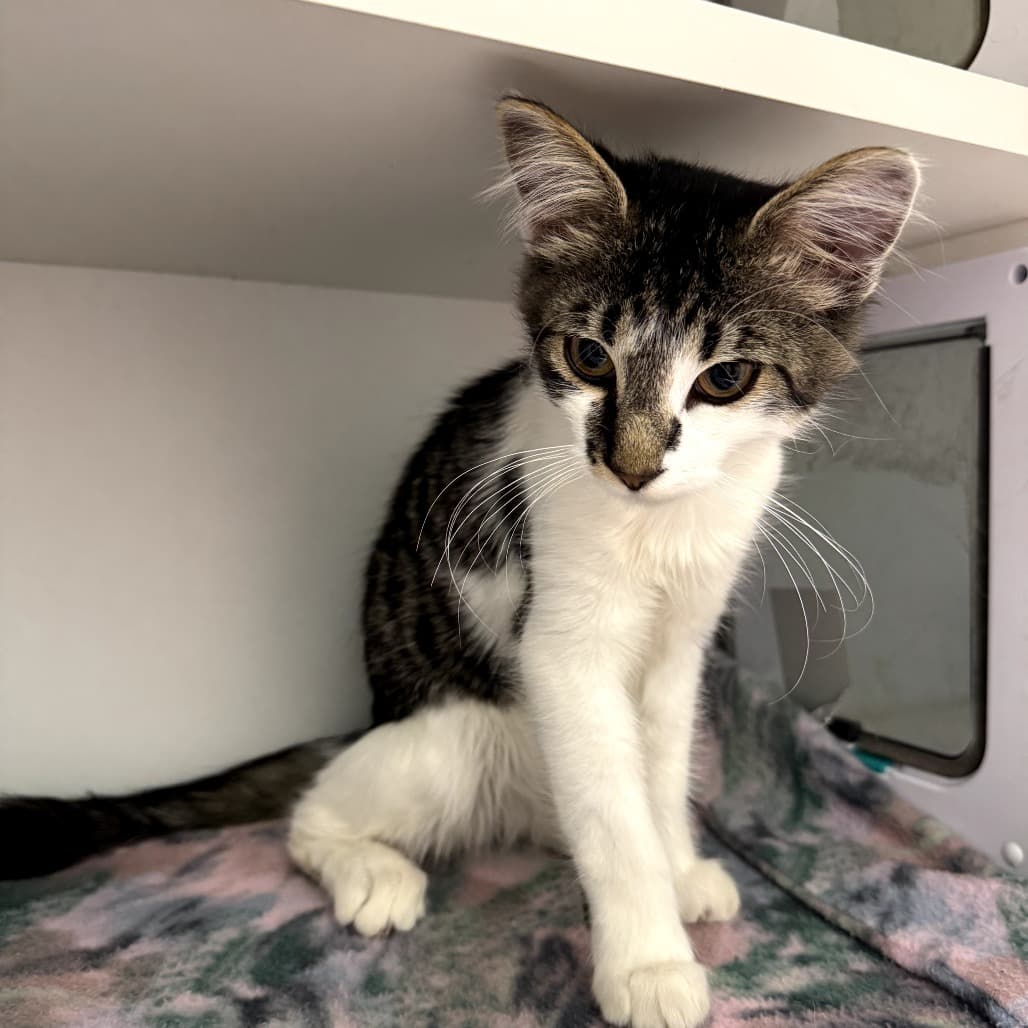 Knix - Domestic Shorthair cat available for adoption at Battlefords Humane Society in North Battleford