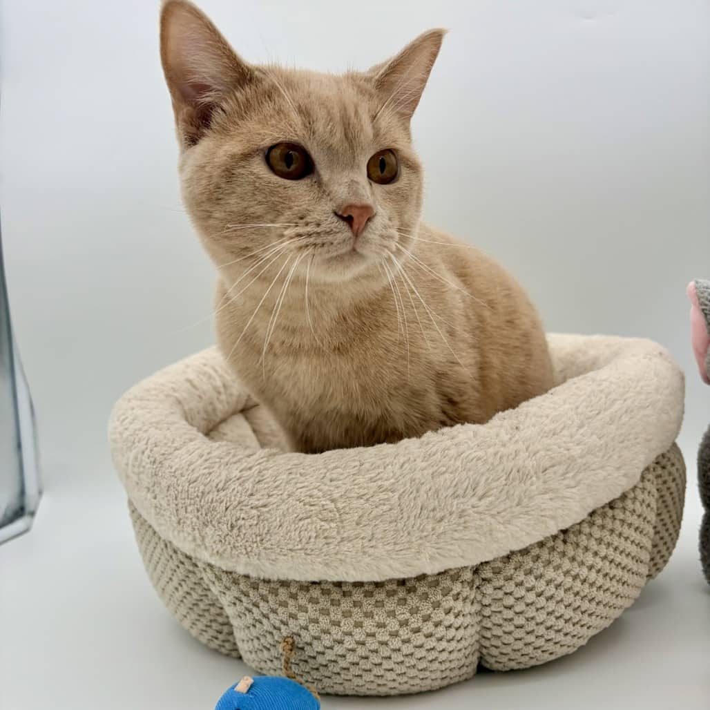Arthur Weasley - Domestic Medium Hair cat available for adoption at Moose Jaw Humane Society in Moose Jaw