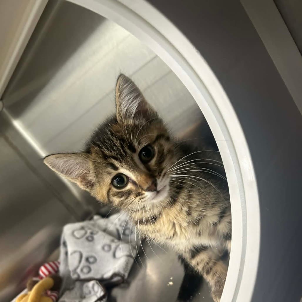 Jack - Domestic Shorthair cat available for adoption at Saskatoon SPCA in Saskatoon