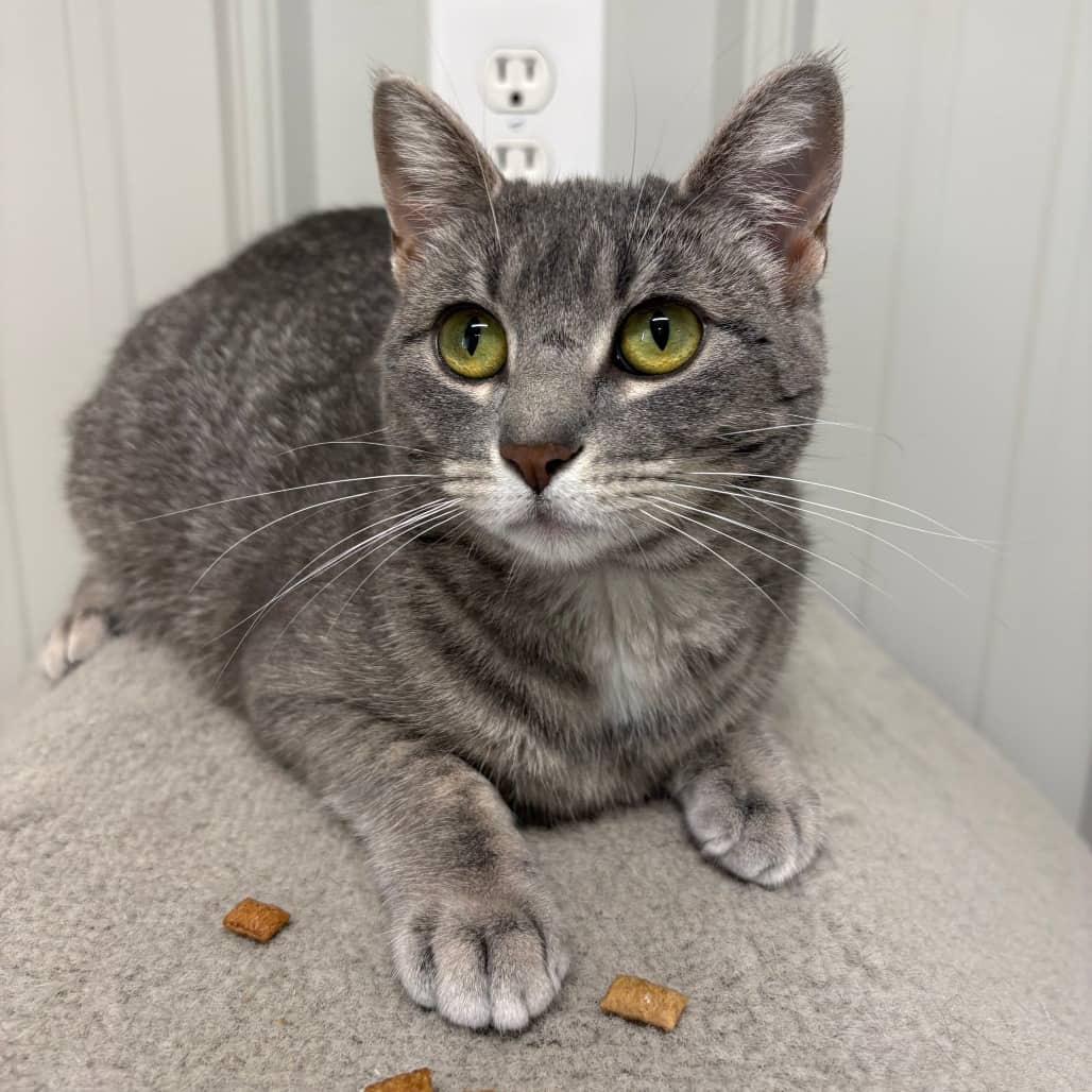 Pixie - Domestic Shorthair available for adoption