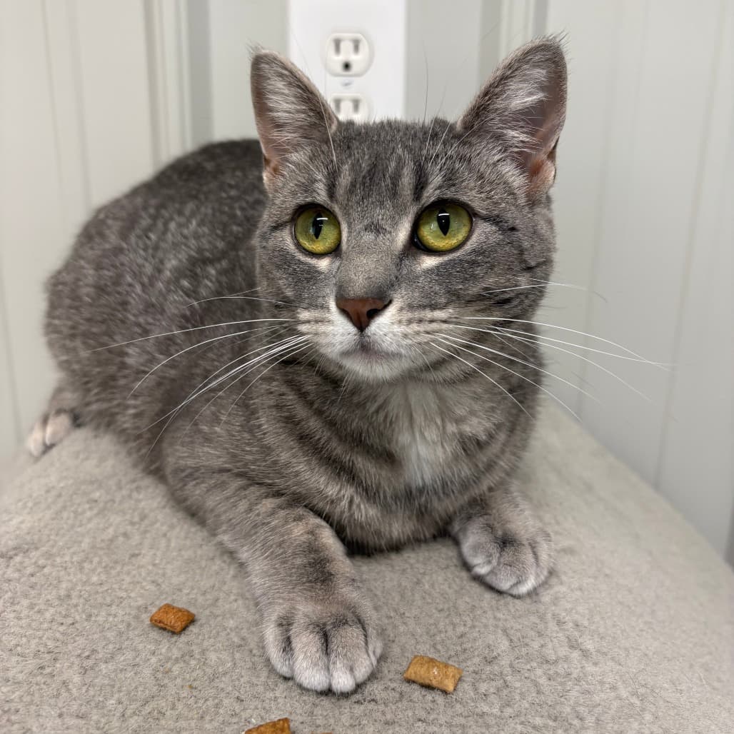 Pixie - Domestic Shorthair available for adoption