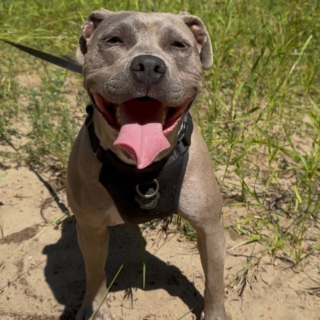 Thea - Mixed Breed (Medium) available for adoption in Saskatchewan