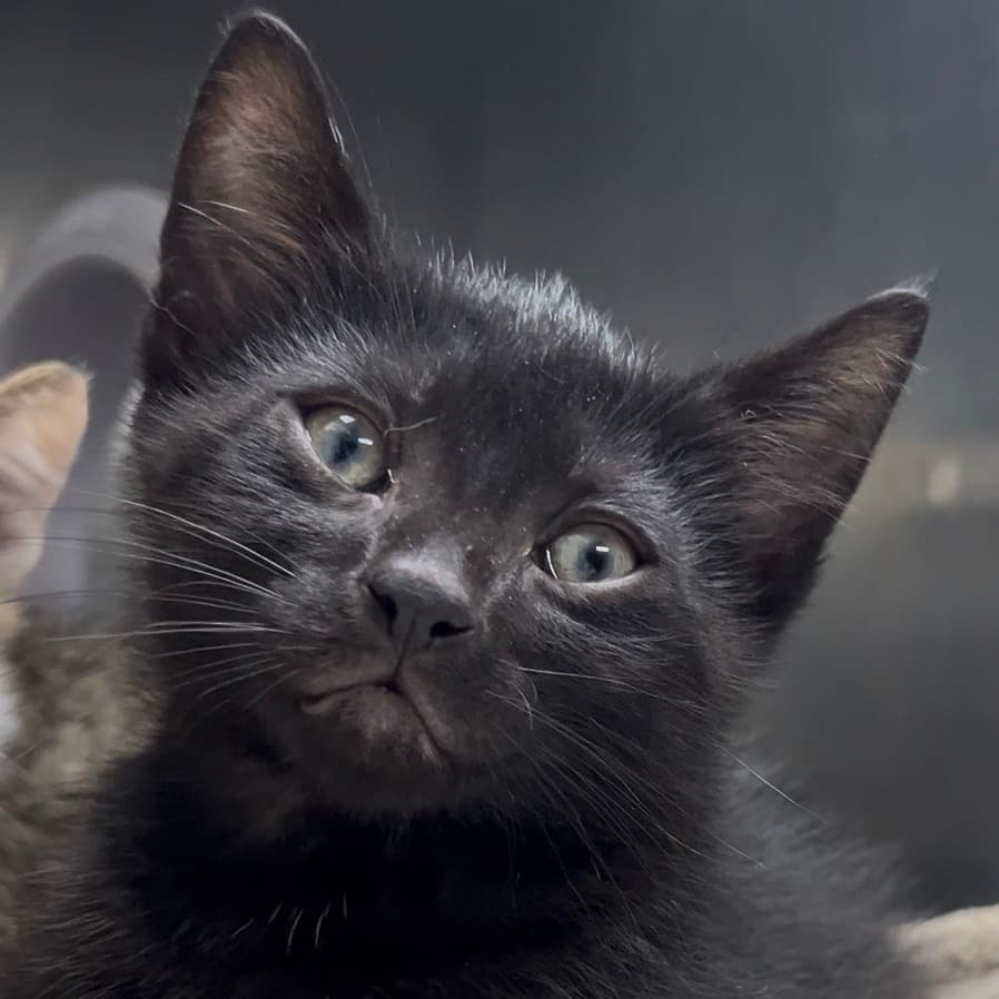 Randy - Domestic Shorthair available for adoption