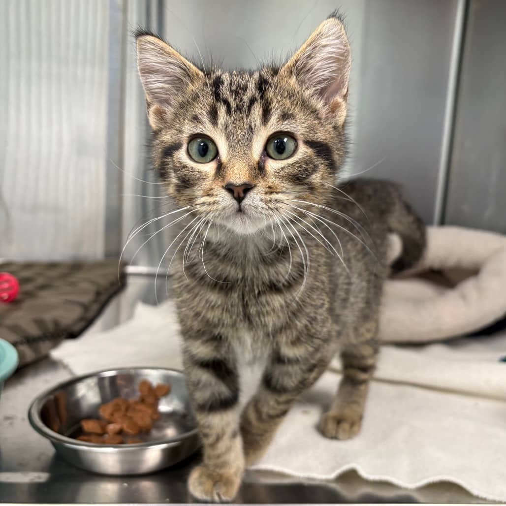 Wobble - Domestic Shorthair available for adoption