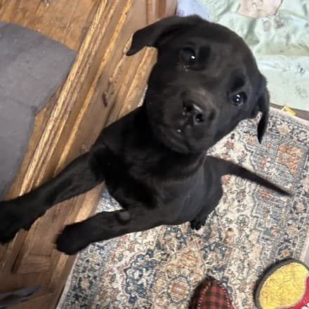 Mouse Trap - RETRIEVER, LABRADOR available for adoption at SCARS in Calgary
