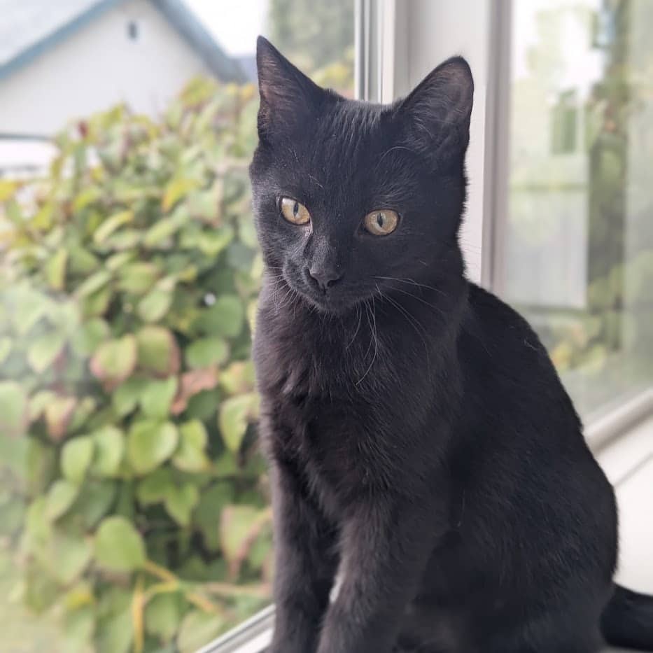 Picante - Domestic Shorthair available for adoption