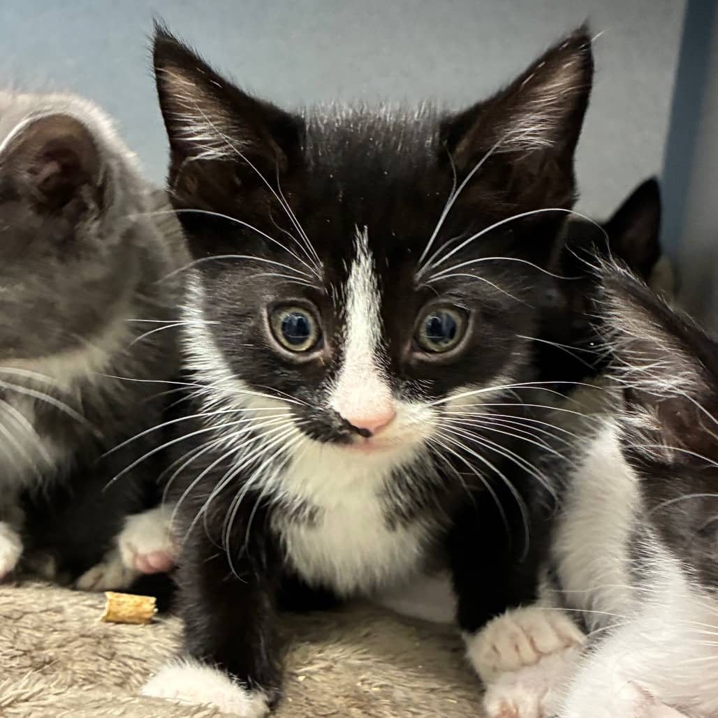 Sketch - Domestic Shorthair available for adoption