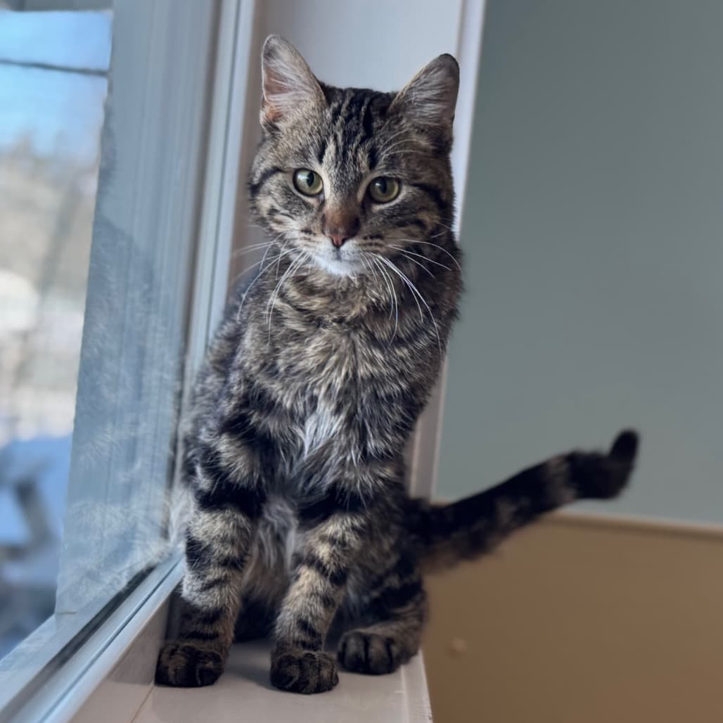 Felix - Domestic Shorthair cat available for adoption in Calgary
