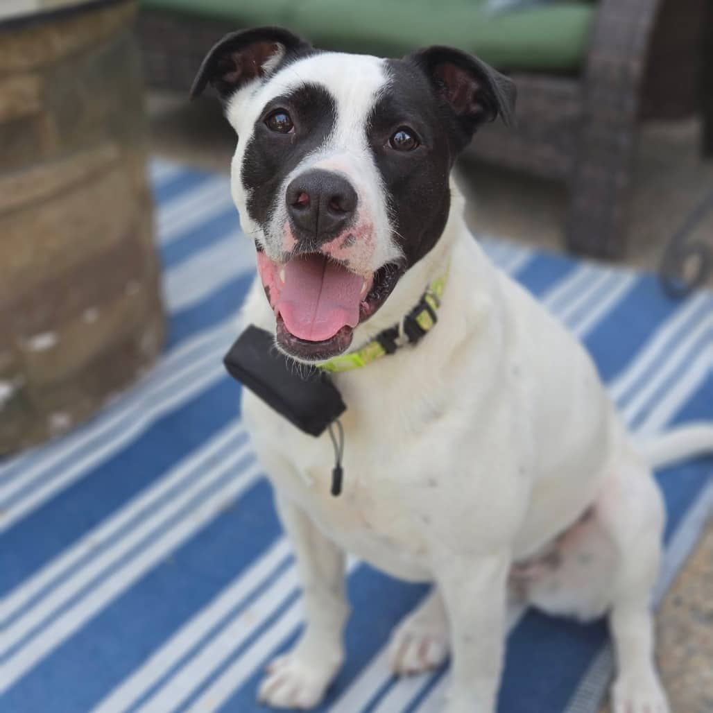 Oakley - TERRIER, PIT BULL available for adoption