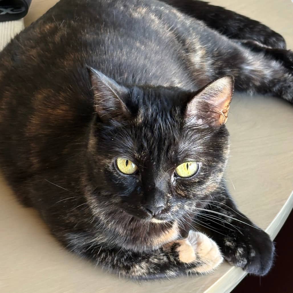 Pumpkin - Domestic Shorthair/Extra-Toes Cat (Hemingway Polydactyl) cat available for adoption at SCARS in Edmonton (1 of 6)