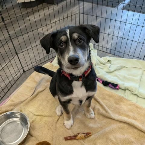 Watt - Mixed Breed available for adoption at Pause 4 Change in Calgary