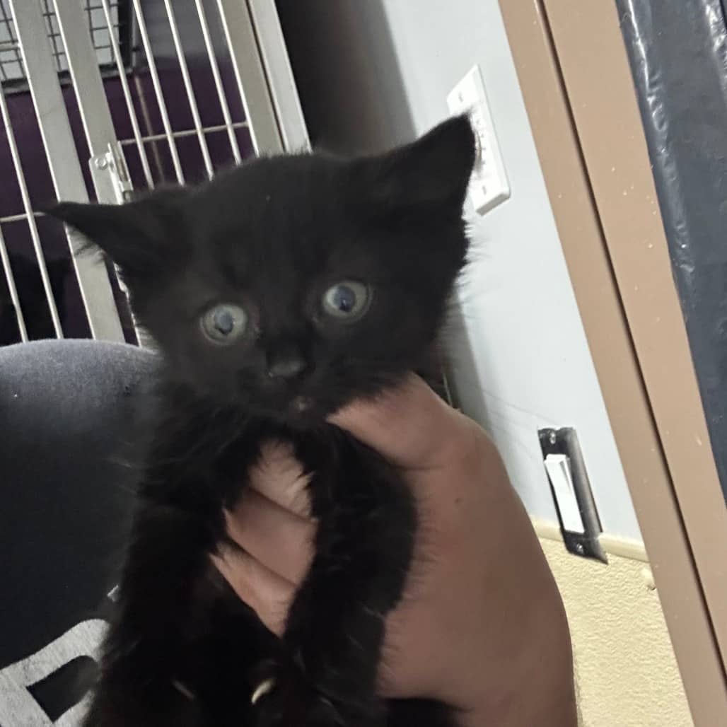 Azalea - Domestic Shorthair available for adoption