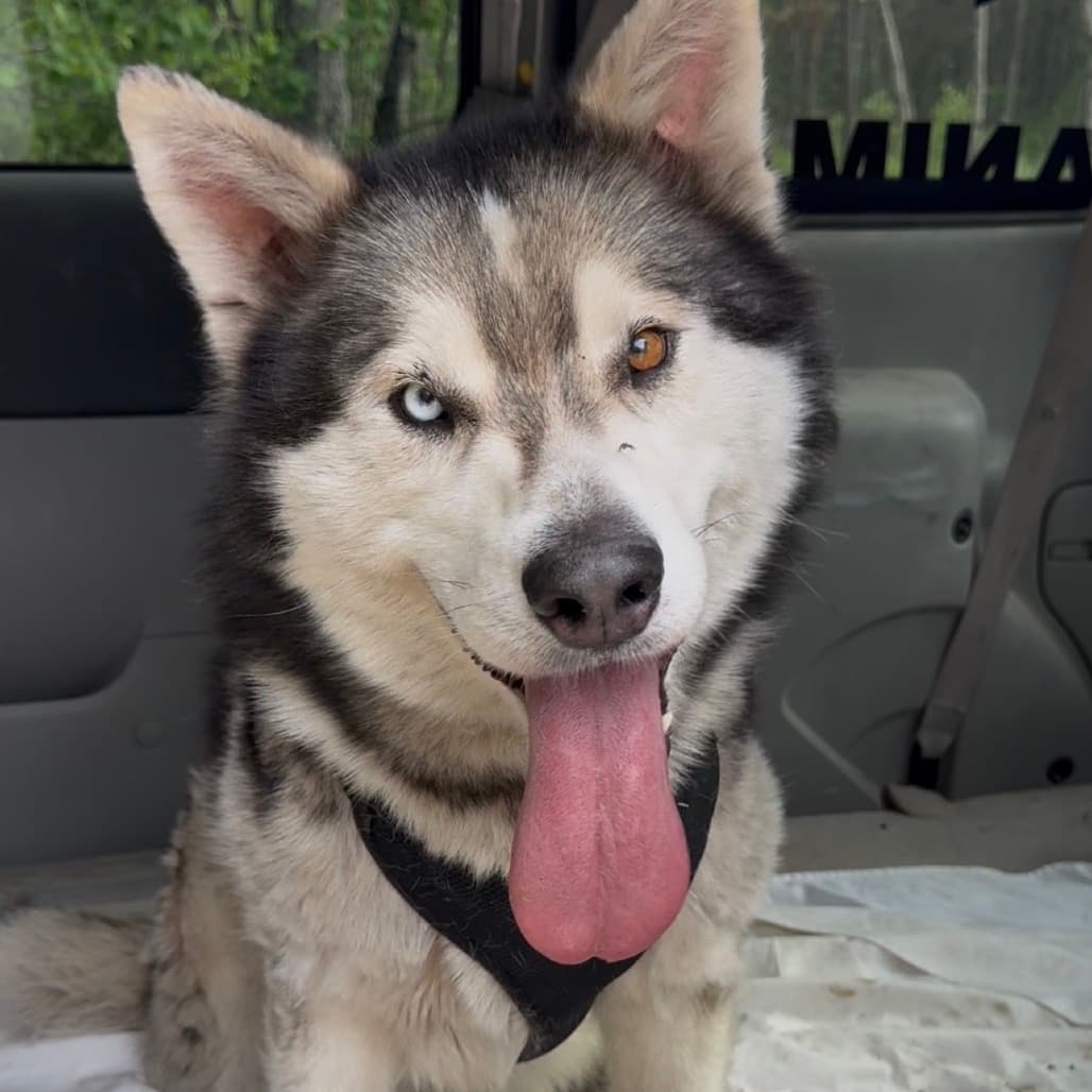 Berlin - Husky, Siberian available for adoption in Saskatchewan
