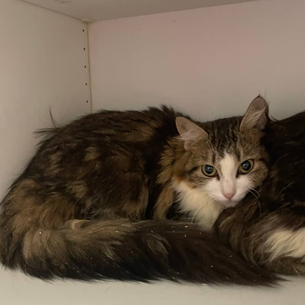Joan - Domestic Longhair cat available for adoption at Battlefords Humane Society in North Battleford