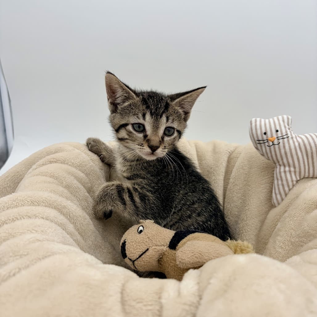 Orion - Domestic Shorthair cat available for adoption in Calgary