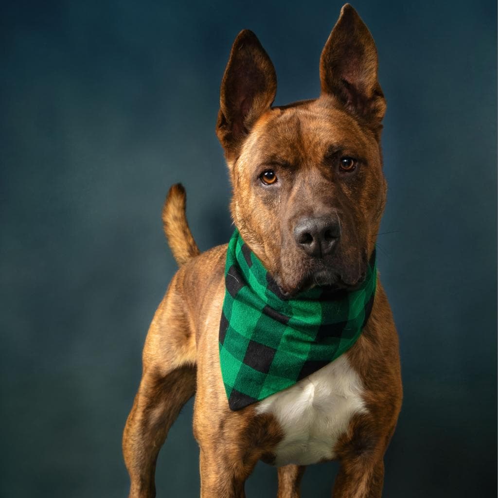 Tigger - TERRIER, AMERICAN PIT BULL available for adoption at SCARS in Calgary